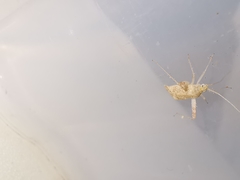 Phytocoris meridionalis