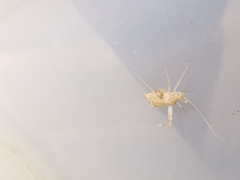 Phytocoris meridionalis