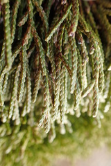 Libocedrus bidwillii