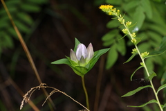 Gentiana rubricaulis