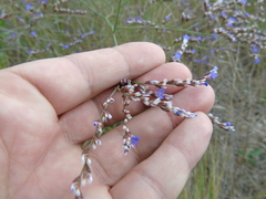 Limonium brevipetiolatum