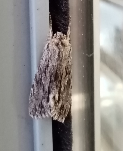 Asteroscopus sphinx