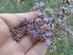 Limonium brevipetiolatum