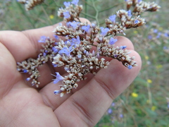 Limonium brevipetiolatum