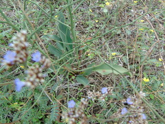 Limonium brevipetiolatum