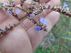 Limonium brevipetiolatum