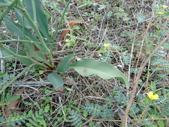 Limonium brevipetiolatum