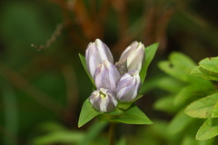 Gentiana rubricaulis