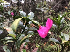 Symbolanthus anomalus