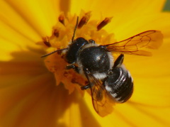 Megachile octosignata