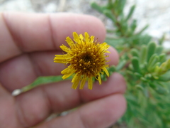 Limbarda crithmoides longifolia