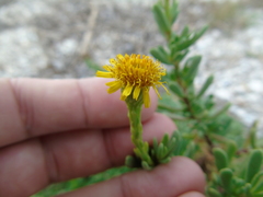 Limbarda crithmoides longifolia