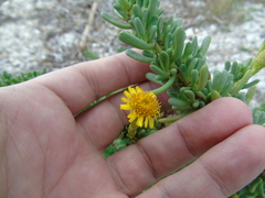 Limbarda crithmoides longifolia