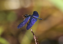 Rhyothemis
