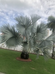 Bismarckia