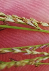 Leptochloa panicea