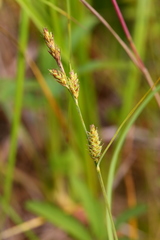 Carex buxbaumii