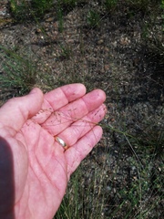 Eragrostis intermedia