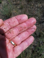 Eragrostis intermedia