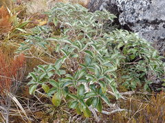 Brachyglottis buchananii