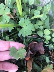 Geranium carolinianum carolinianum