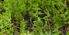 Lysimachia linum-stellatum