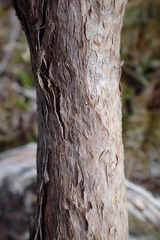 Brachyglottis buchananii