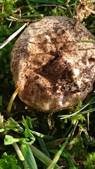 Lycoperdon pratense