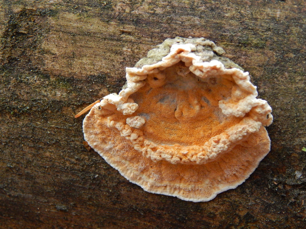 Skeletocutis amorpha