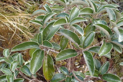 Brachyglottis buchananii