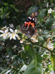 Vanessa indica indica