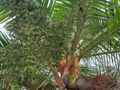Dypsis leptocheilos