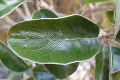 Brachyglottis buchananii