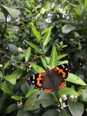 Vanessa indica indica