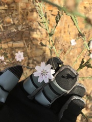 Stephanomeria diegensis