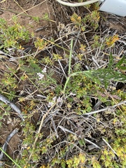 Achillea salicifolia