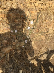 Stephanomeria diegensis