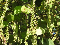 Coccoloba barbadensis