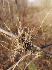 Podosphaera phytoptophila