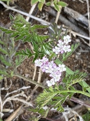 Achillea salicifolia