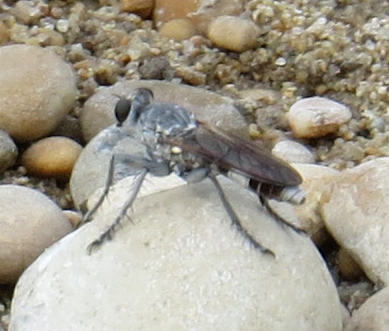 Three-banded Robber Fly