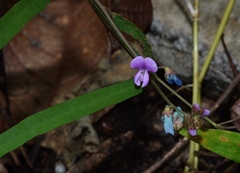 Desmodium psilophyllum