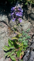 Penstemon ovatus