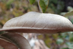 Brachyglottis buchananii