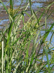 Cyperus dives