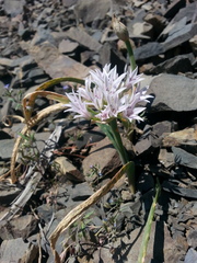 Allium crenulatum