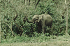 Elephas maximus