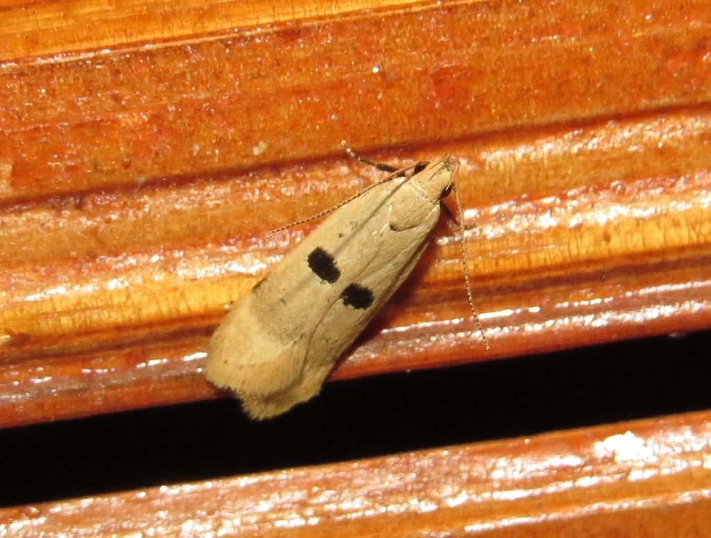 Dichomeris barathrodes