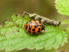 Harmonia axyridis