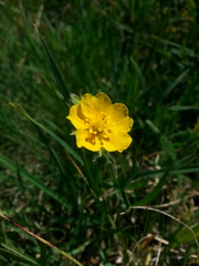 Potentilla diversifolia